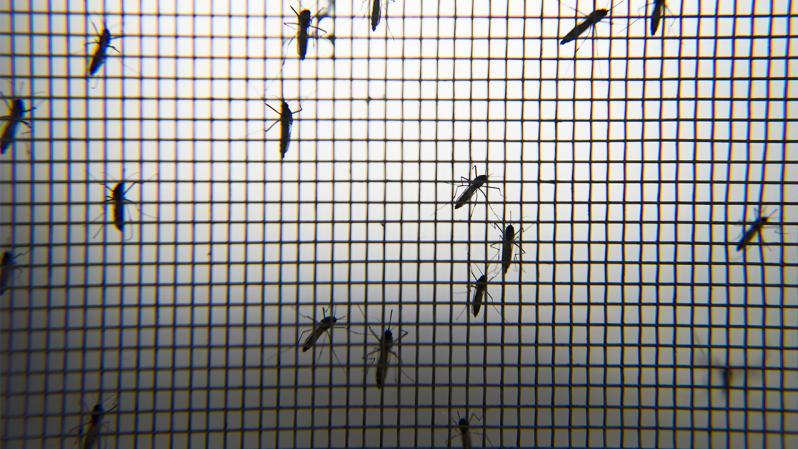 Ege ve Akdeniz’de sivrisinek yoğunluğu azalabilir