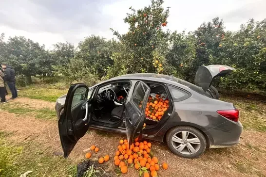 Otomobille portakal hırsızlığına suçüstü
